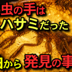 1億年前の虫は”カニのハサミ”を持っていた｜世界初、琥珀から現れた謎の昆虫の正体